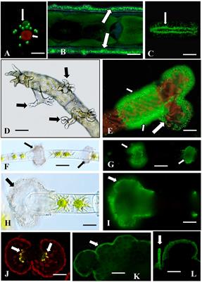 Arabinogalactan Proteins and the Extracellular Matrix of Charophytes: A Sticky Business